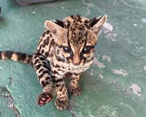 De acuerdo con la Policía, los animales víctimas de la tenencia y tráfico ilegal sufren depresión y estrés, como gritos, vocalizaciones incontroladas, desórdenes alimenticios, automutilación y enfermedades físicas, fisiológicas y metabólicas que comprometen su bienestar y, que en ciertos casos, les causan la muerte.