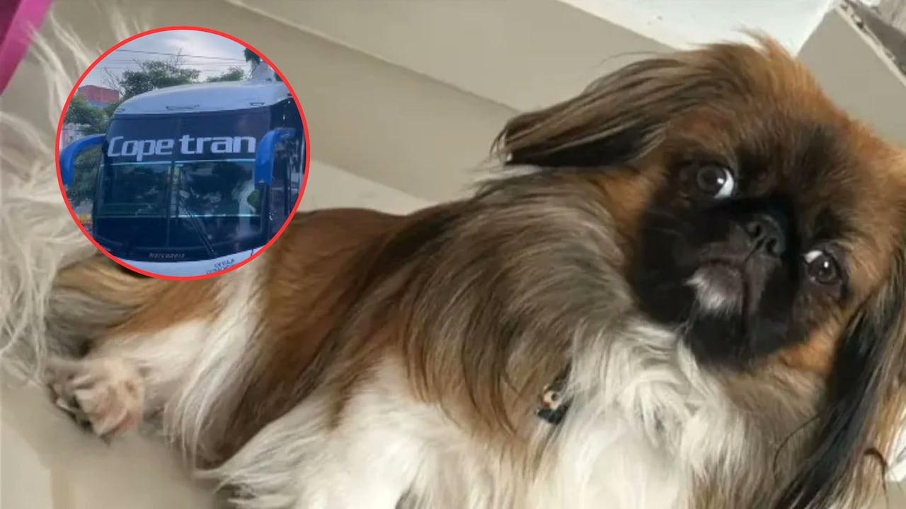 Maxi, el perro que murió en un bus de Copetran.