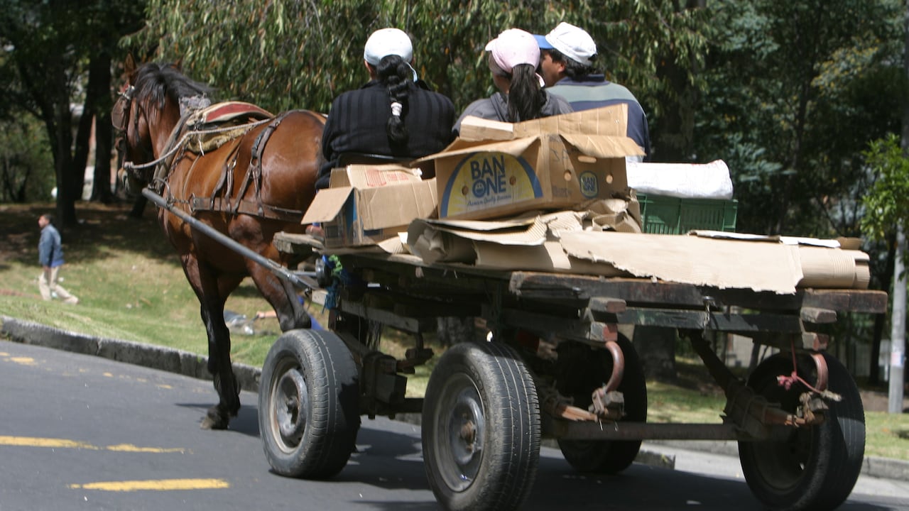 ZORRA.
BOGOTA, AGOSTO 31 DE 2007
FOTO: ALEJANDRO ACOSTA - REVISTA DINERO