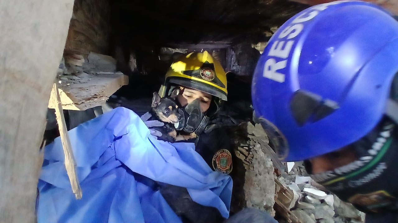 Las unidades de rescate han podido salvar a varios perros entre los escombros.