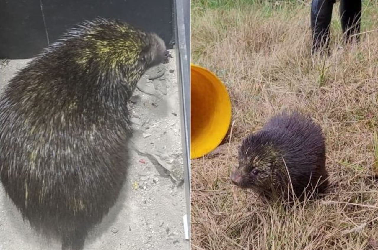 El ejemplar deambulaba por las viviendas de uno de los barrios del municipio de Túquerrres, Nariño.