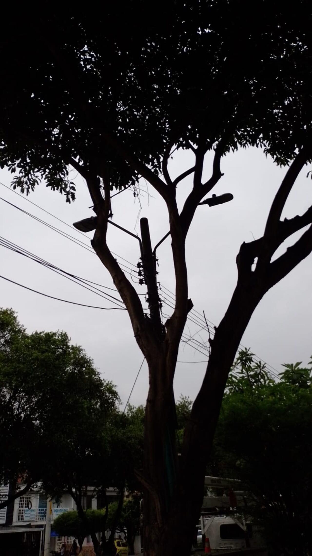 La oscuridad en la Calle 13 con 40B tenía en alerta a vecinos de El Guabal: tras la denuncia, Emcali realizó la poda