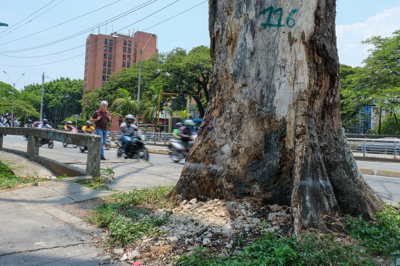 El tallo de este árbol estaba visiblemente afectado.