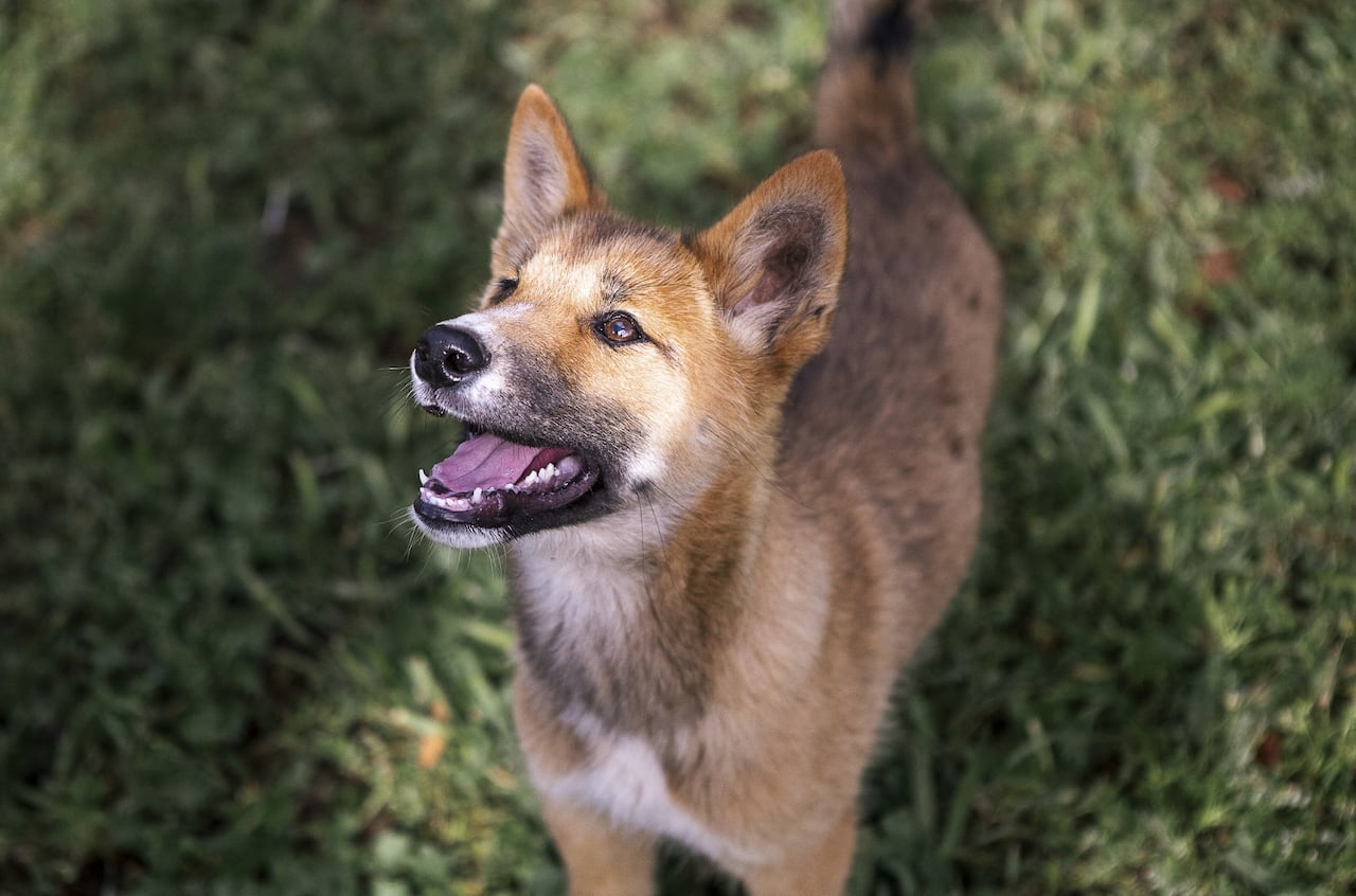 Dingo, animal