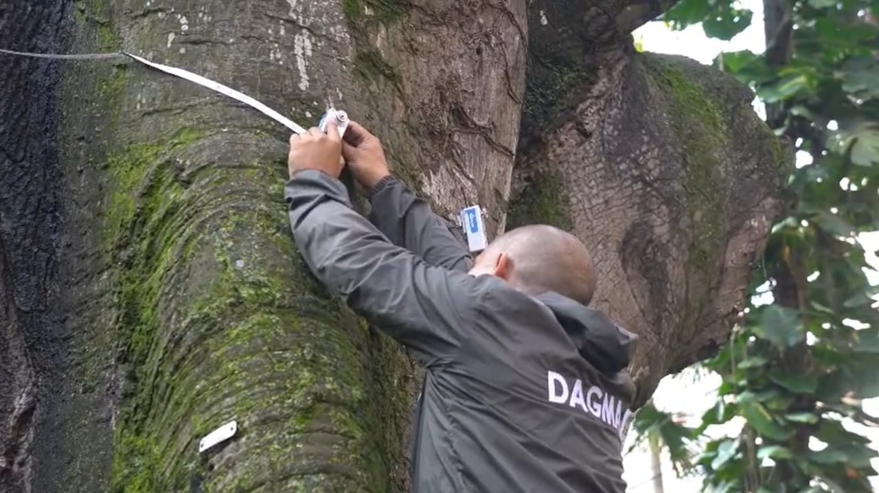 Recuperan la emblemática Ceiba bicentenaria del barrio Bajo Aguacatal en Cali