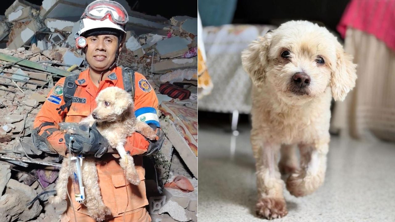 Pinky fue rescatado entre los escombros tras el terremoto en Venezuela y está bajo custodia de organizaciones animalistas de Medellín.