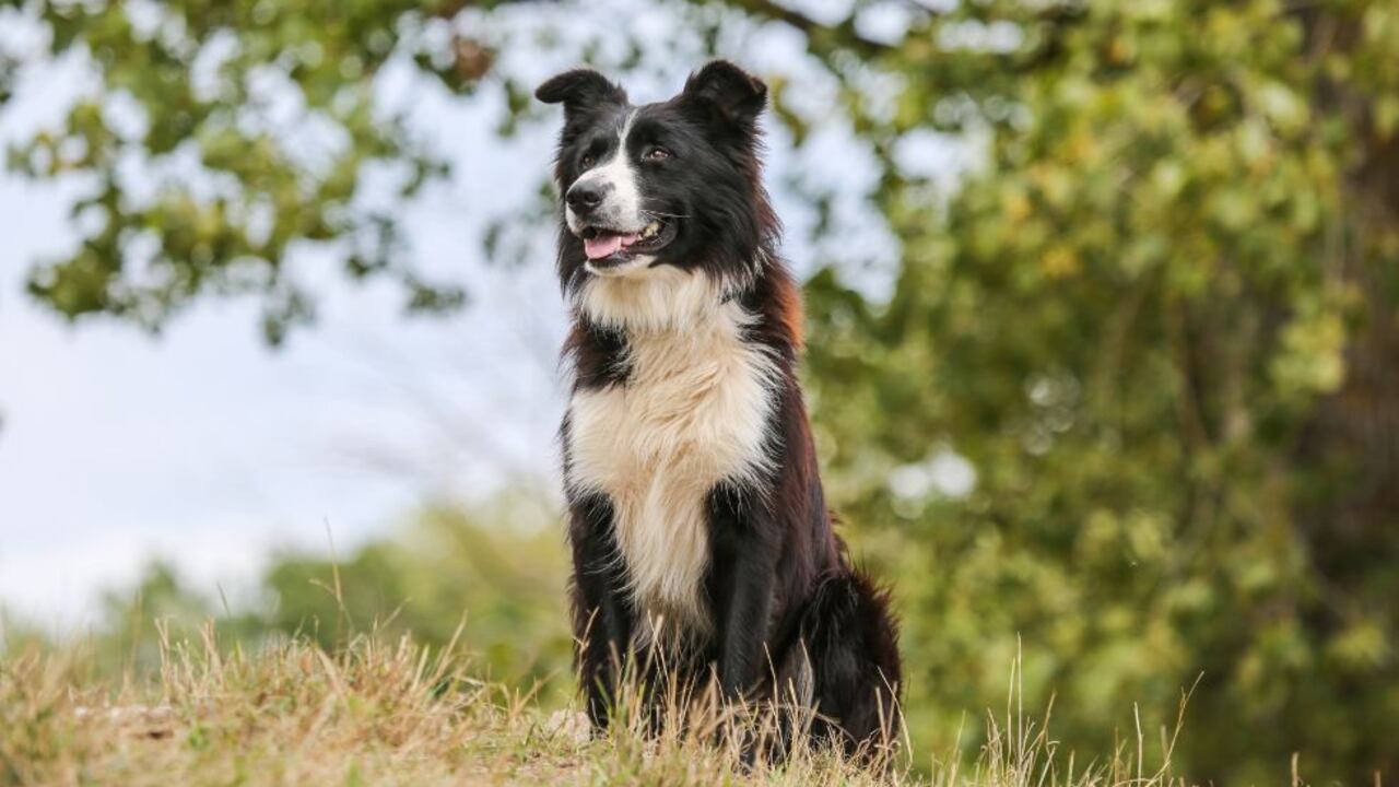 Border Collie