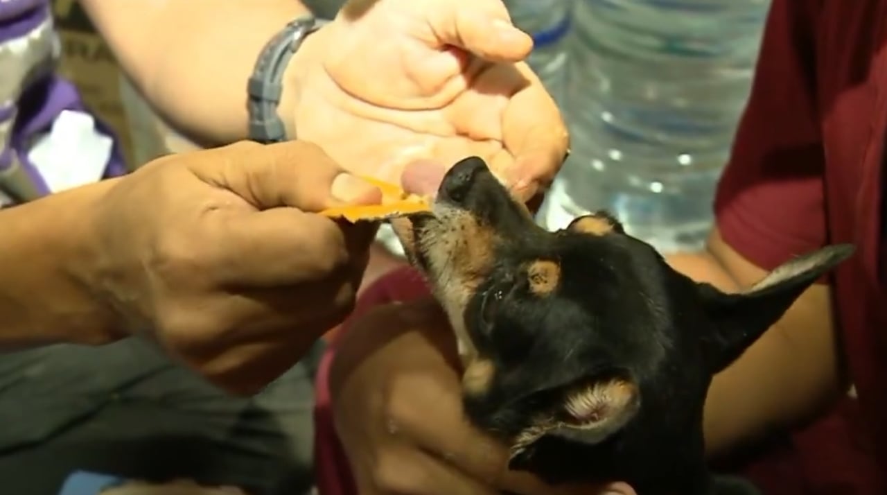 Rescate perrita