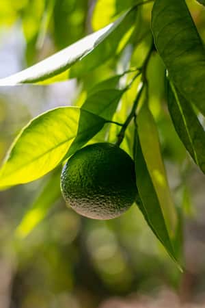 Conozca si el jugo de limón es apropiado para el acné