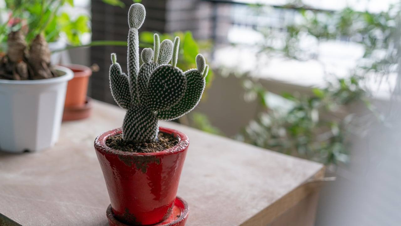 Interacción entre cactus y Feng Shui: Una combinación que armoniza el hogar y atrae una energía apacible.