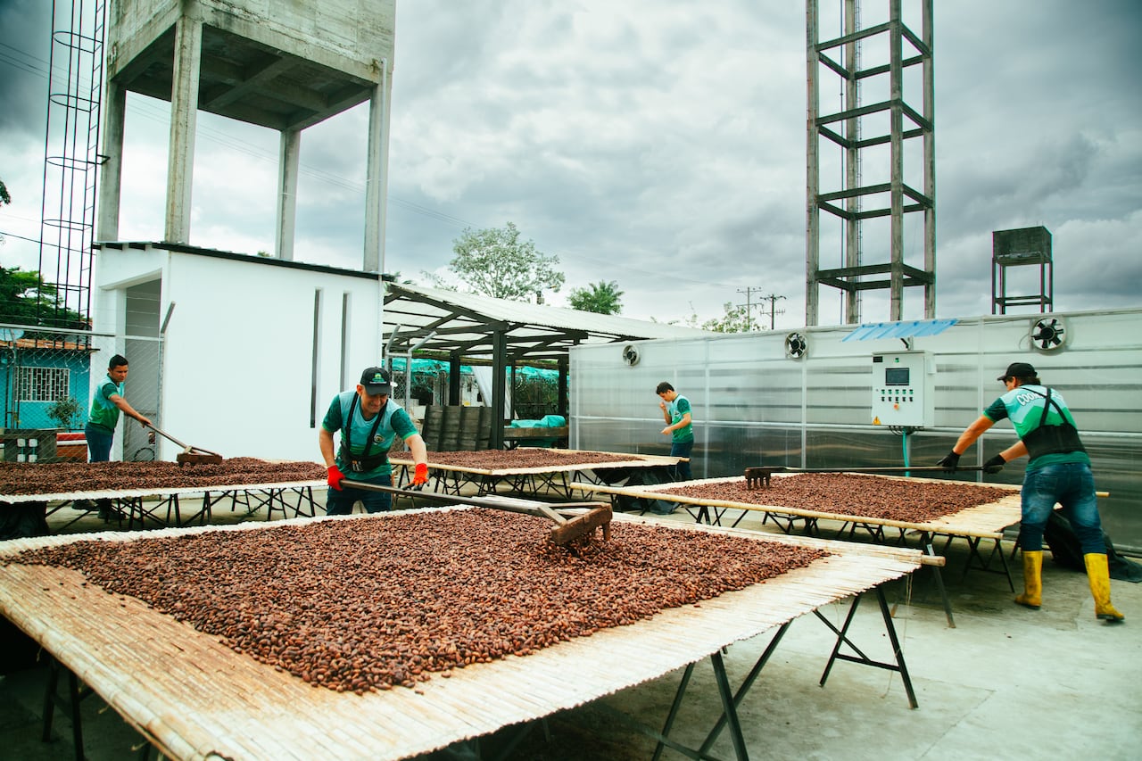 COOMPROCAR, cooperativa que fortalece la cadena productiva del cacao en Arauca, fue uno de los emprendimientos ganadores en 2025 con Emprender Paz.
