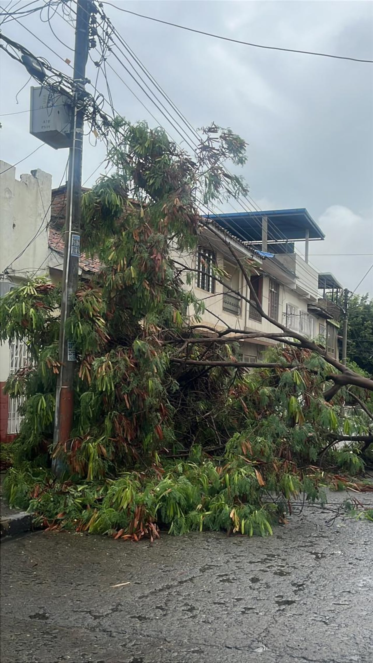 Organismos de socorro atienden emergencias por caída de árboles y afectaciones en viviendas tras las fuertes lluvias registradas en Cali.