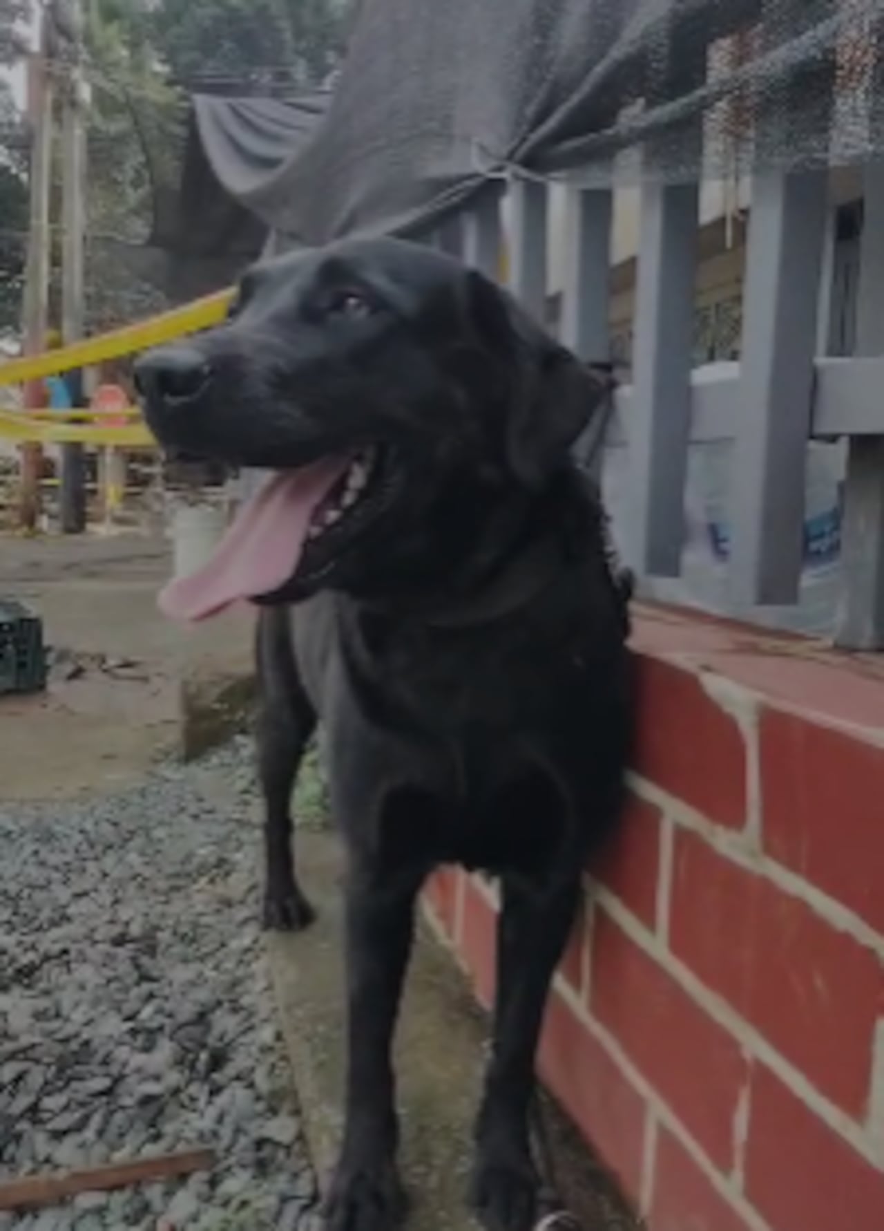 Kira llegó a Cali para detectar víctimas bajo los escombros.
