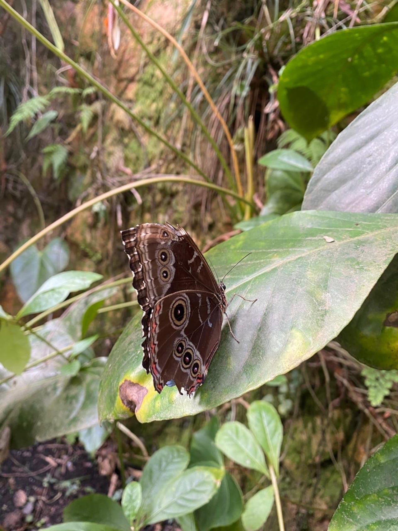 Andoke, Centro de Ciencia y Mariposario