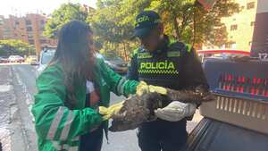 La Policía logró rescatar un búho que resultó afectado por las fuertes llamas.