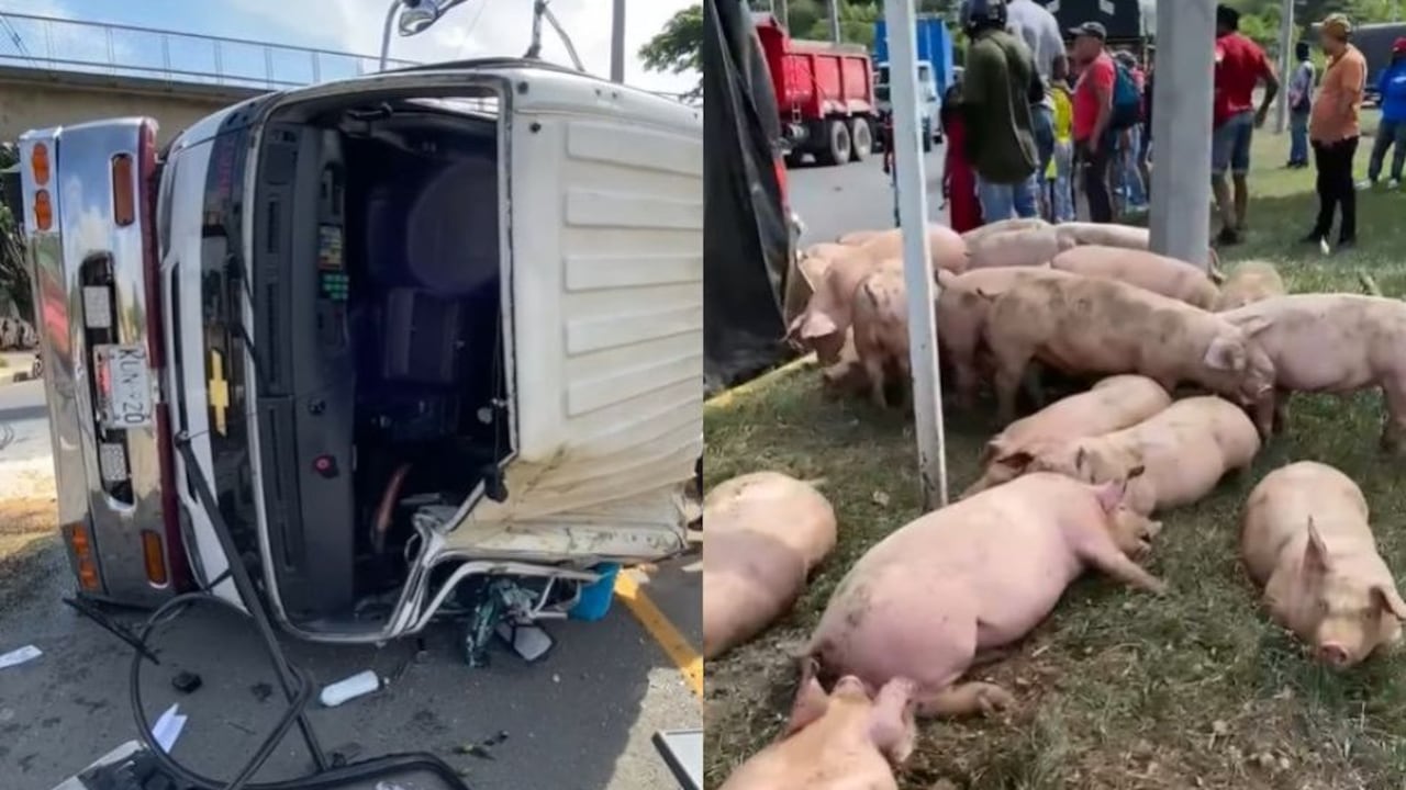Tras el accidente, varios cerdos quedaron sueltos sobre la carretera, mientras ciudadanos y trabajadores de la doble calzada ayudaban a evitar que fueran atropellados por otros vehículos.