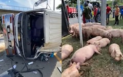 Tras el accidente, varios cerdos quedaron sueltos sobre la carretera, mientras ciudadanos y trabajadores de la doble calzada ayudaban a evitar que fueran atropellados por otros vehículos.