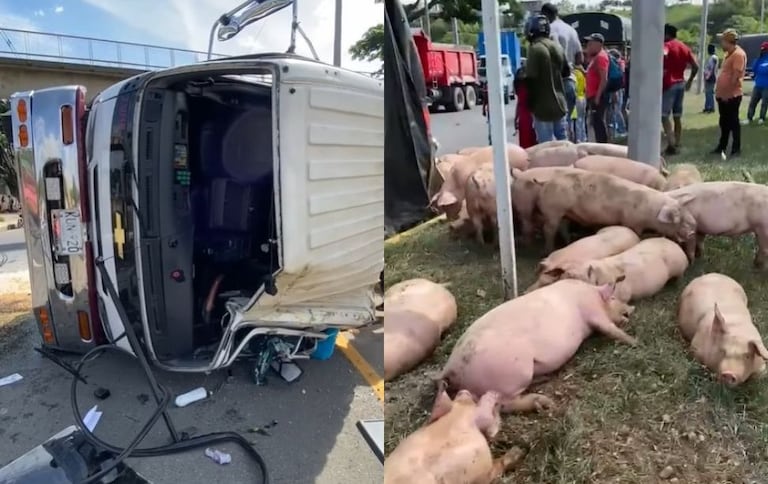 Tras el accidente, varios cerdos quedaron sueltos sobre la carretera, mientras ciudadanos y trabajadores de la doble calzada ayudaban a evitar que fueran atropellados por otros vehículos.