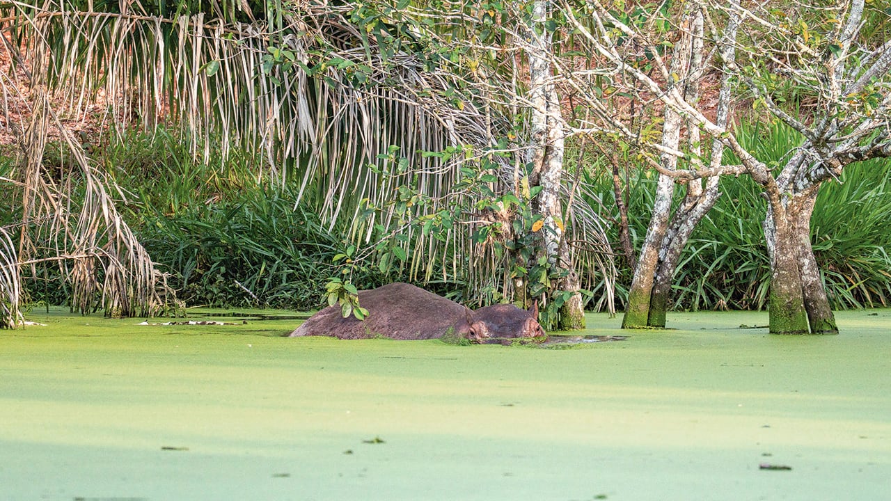 Los hipopótamos, al ser considerados una especie invasora, han depredado gran parte de la flora y la fauna de varios corregimientos de Antioquia y Santander. Salen por las noches.