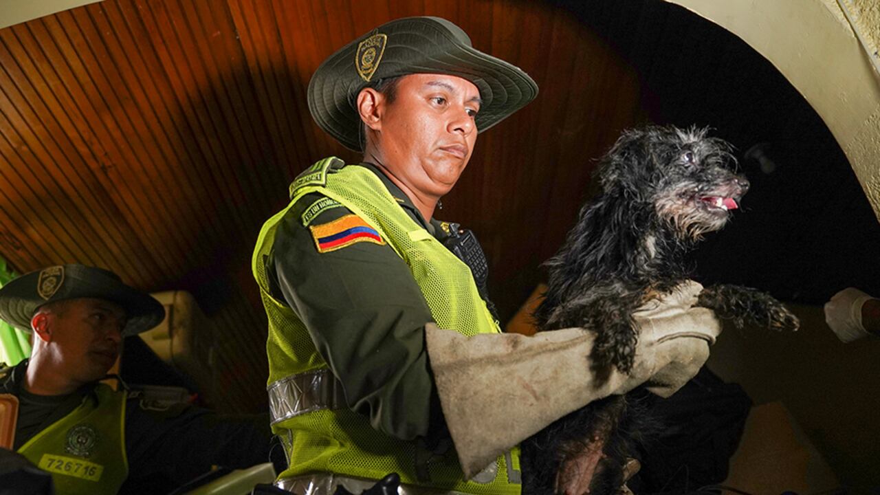Fue capturada una mujer que mantenía encerrados a perros y gatos sin comida y sin agua en una casa del norte de Cali.