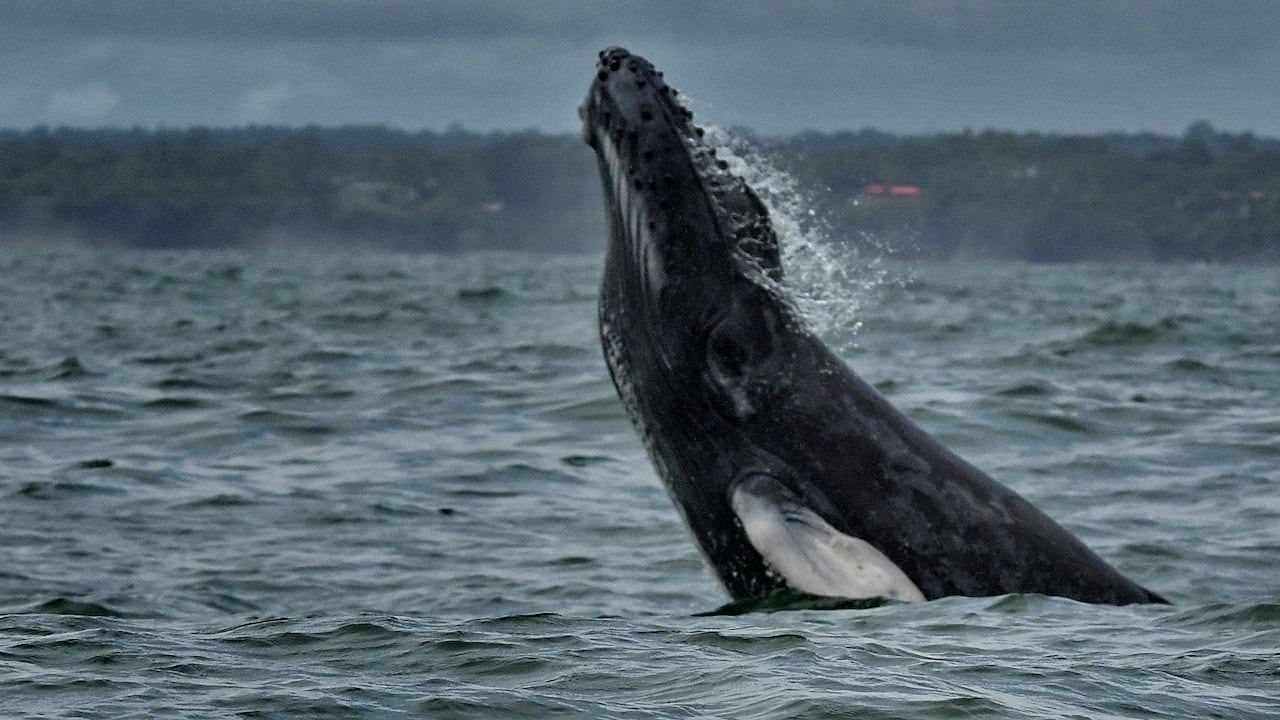 Cada año, entre julio y octubre, las ballenas jorobadas recorren cerca de 8.500 kilómetros desde la Antártida y el sur de Chile para llegar al Pacífico Colombiano. Con un peso de hasta 30.000 kilogramos, esta imponente especie encuentra en Bahía Málaga un destino estratégico para cumplir su etapa reproductiva. Fotos RAÚL PALACIOS / El País.