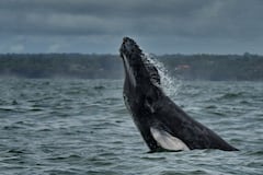 Cada año, entre julio y octubre, las ballenas jorobadas recorren cerca de 8.500 kilómetros desde la Antártida y el sur de Chile para llegar al Pacífico Colombiano. Con un peso de hasta 30.000 kilogramos, esta imponente especie encuentra en Bahía Málaga un destino estratégico para cumplir su etapa reproductiva. Fotos RAÚL PALACIOS / El País.