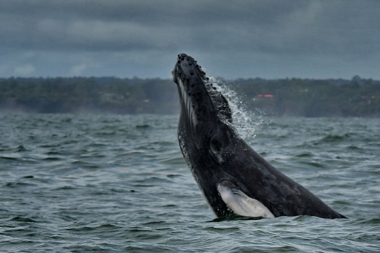 Cada año, entre julio y octubre, las ballenas jorobadas recorren cerca de 8.500 kilómetros desde la Antártida y el sur de Chile para llegar al Pacífico Colombiano. Con un peso de hasta 30.000 kilogramos, esta imponente especie encuentra en Bahía Málaga un destino estratégico para cumplir su etapa reproductiva. Fotos RAÚL PALACIOS / El País.