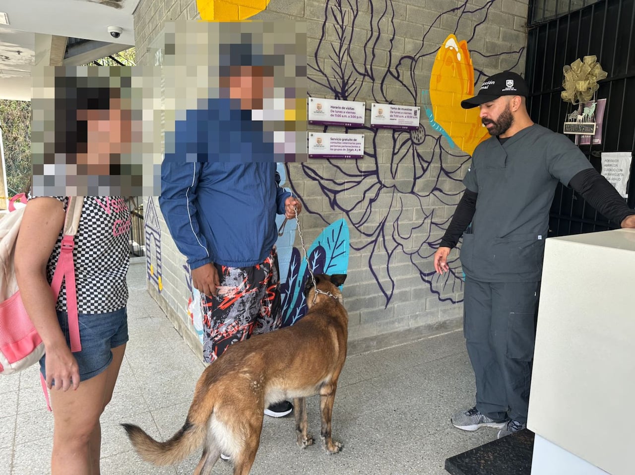 Zafir, perro herido durante atentado en Mariano Ramos, atendido en el Centro de Bienestar Animal de Cali.