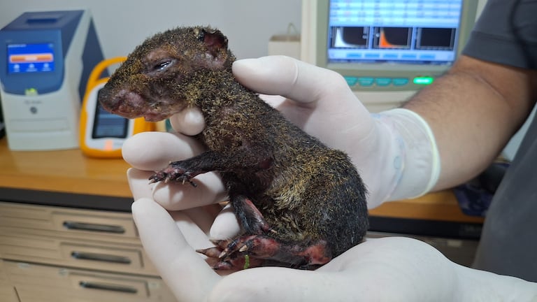 El equipo de especialistas veterinarios realiza exámenes de diagnóstico y control hemodinámico a un guatín rescatado con severas quemaduras tras el incendio en el Cerro de la Bandera.