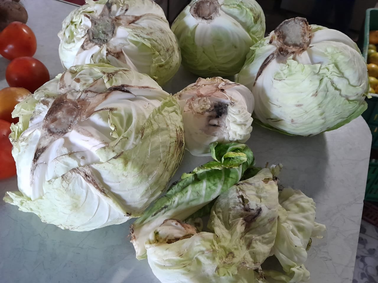 n su denuncia, la concejal María Isabel Londoño manifestó que nos informan que los alimentos, tanto cárnicos como verduras, son entregados en un estado deplorable, sin garantías mínimas de asepsia. La cabildante presentó la denuncia con algunas fotografías.