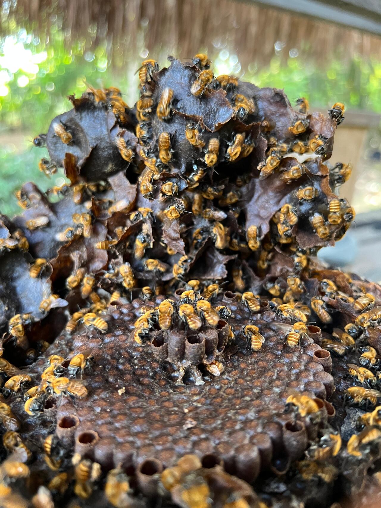 En la Reserva Natural Madhí hay alrededor de tres colmenas de abejas nativas, también conocidas como meliponinas.