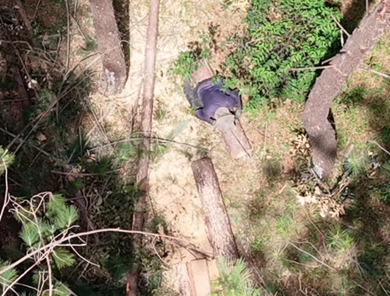 Desde agosto de 2022, los invasores han devastado 237 hectáreas de bosque seco tropical en la finca Japio, localizada entres los municipios de Caloto y Santander de Quilichao, norte del Cauca.