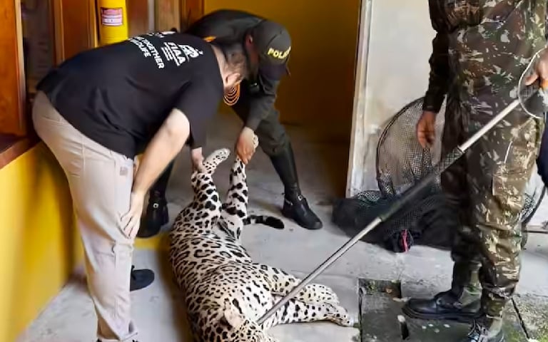 Un jaguar adulto apareció el pasado martes en el campus de la Universidad Nacional de Colombia, sede Amazonia, en Leticia.