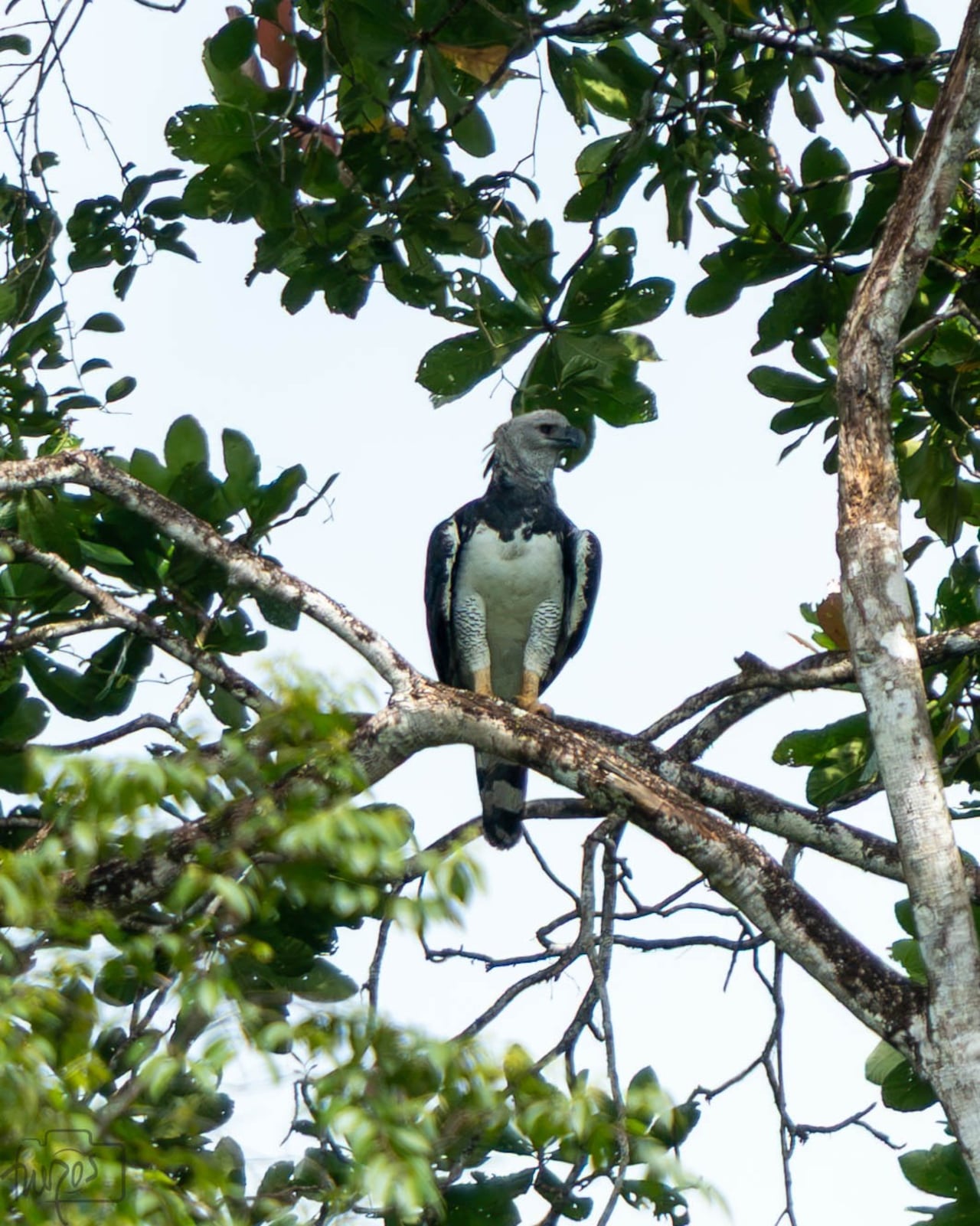 El águila arpía fue avistada, fotografiada y grabada durante una jornada de observación de aves en San Cipriano, Buenaventura.