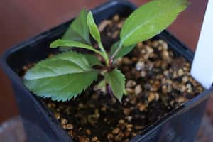 En medio de las tormentas primaverales, encontrar el sustrato adecuado es crucial para evitar que las plantas se ahoguen en el jardín.