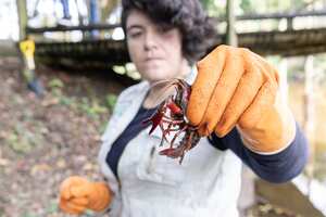 Cornare hizo un llamado a la comunidad de Rionegro para que en el evento de que vean esta especie invasora no la capturen y mucho menos la consuman. Foto Cortesía Cornare
