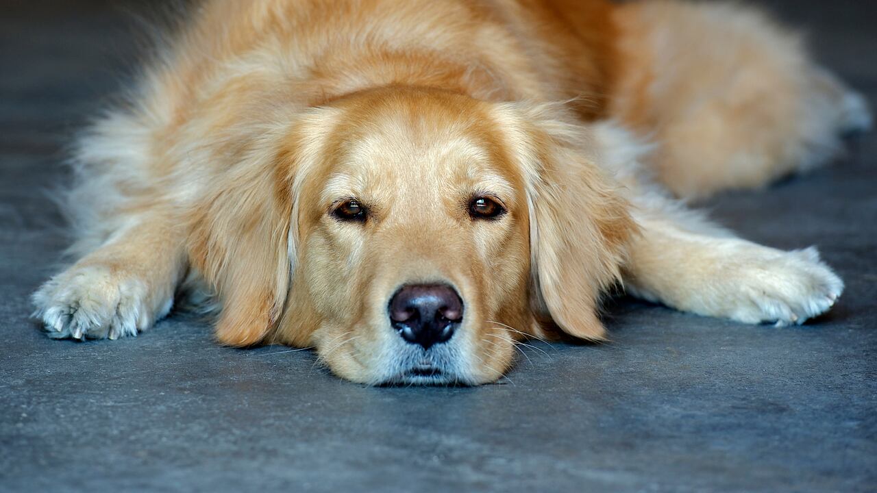 Los perros son considerados mascotas de compañía.