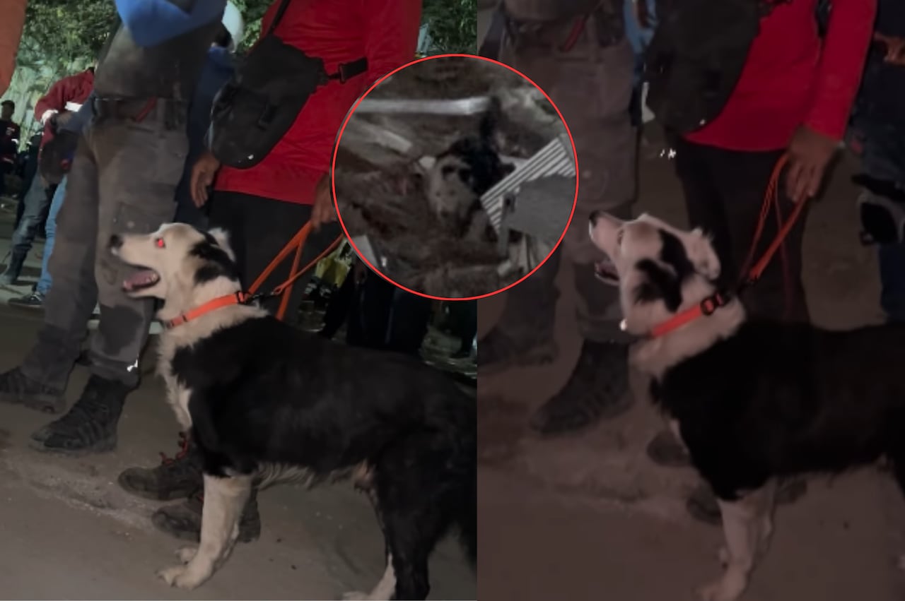 Tsunami, el perro rescatista que salva vidas, tras terremoto en Venezuela.