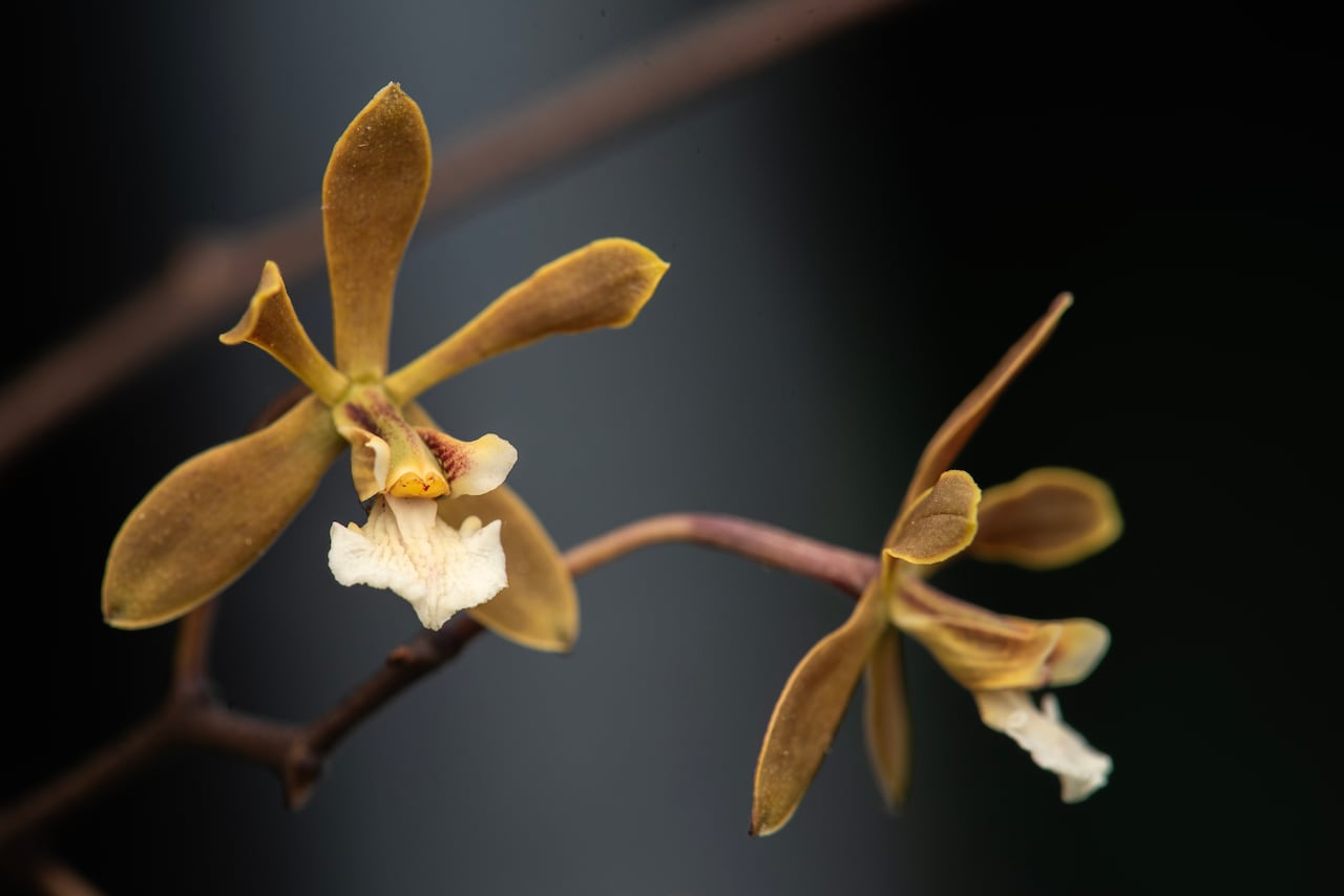 Lepanthes nasariana - Juan Sebastián Moreno