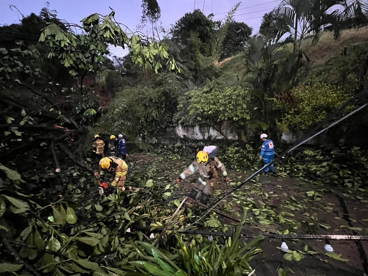 Árboles caídos ocasionaron daños en el fluido eléctrico de algunas zonas de la ciudad.