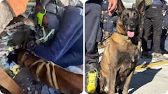 El canino acompaña a los equipos de emergencia que recorren las zonas más afectadas de Cali.