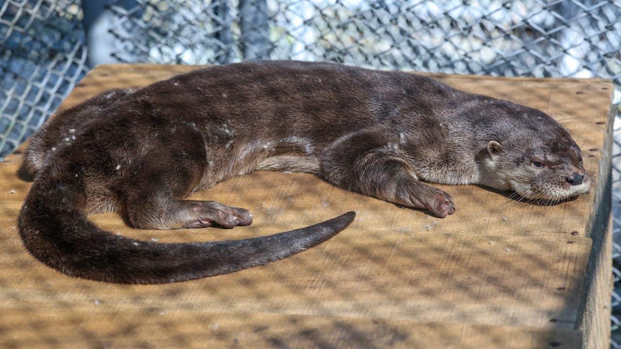 El animal tenía lesiones en una de sus extremidades y estaba lastimado por caminar en el concreto.