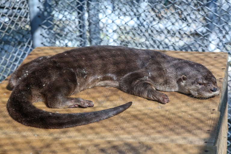El animal tenía lesiones en una de sus extremidades y estaba lastimado por caminar en el concreto.