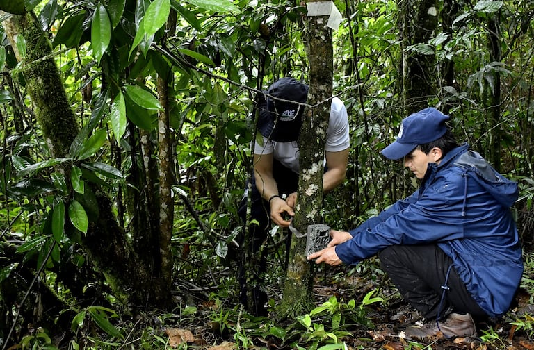 CVC INSTALARÁ 200 CÁMARAS TRAMPA PARA MONITOREAR FAUNA DEL VALLE
Harán parte de la Red Otus, la primera red nacional de cámaras trampa del mundo, de la que hacen parte 33 corporaciones autónomas, Conservación Internacional y el Instituto Humboldt y que procesa las imágenes con Inteligencia Artificial a través de la plataforma Wildlife Insights.