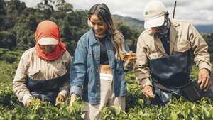 En el municipio La Cumbre, del Valle del Cauca, se encuentran los únicos campos de té que hay en Colombia