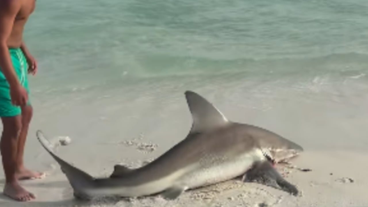 Tiburón rescatado por un joven en playas de Florida, Estados Unidos.