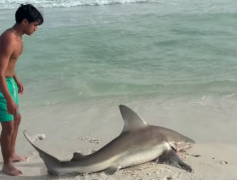 Tiburón rescatado por un joven en playas de Florida, Estados Unidos.