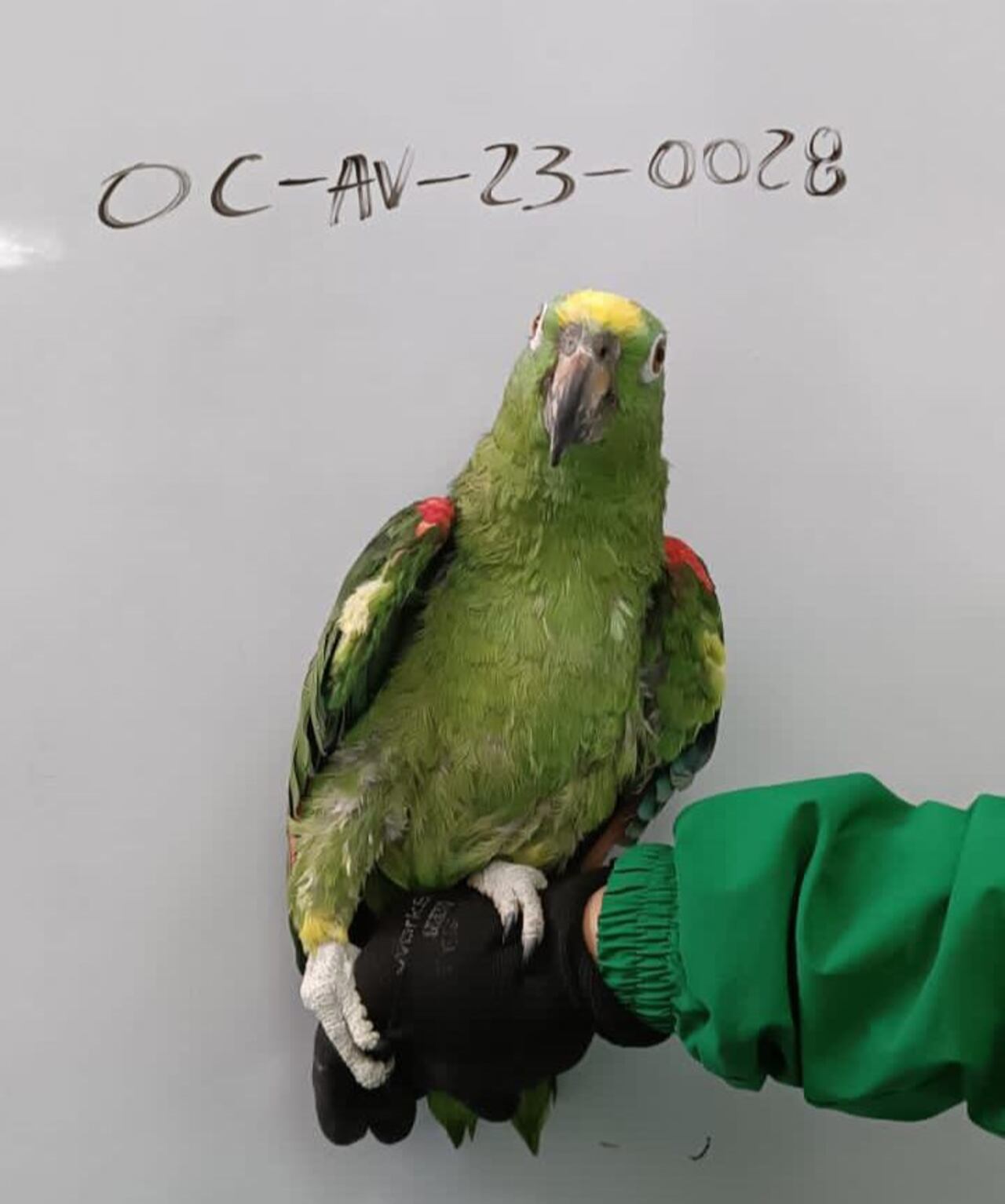 Este loro fue incautado en operativo de la Secretaría de Ambiente y Policía Ambiental.