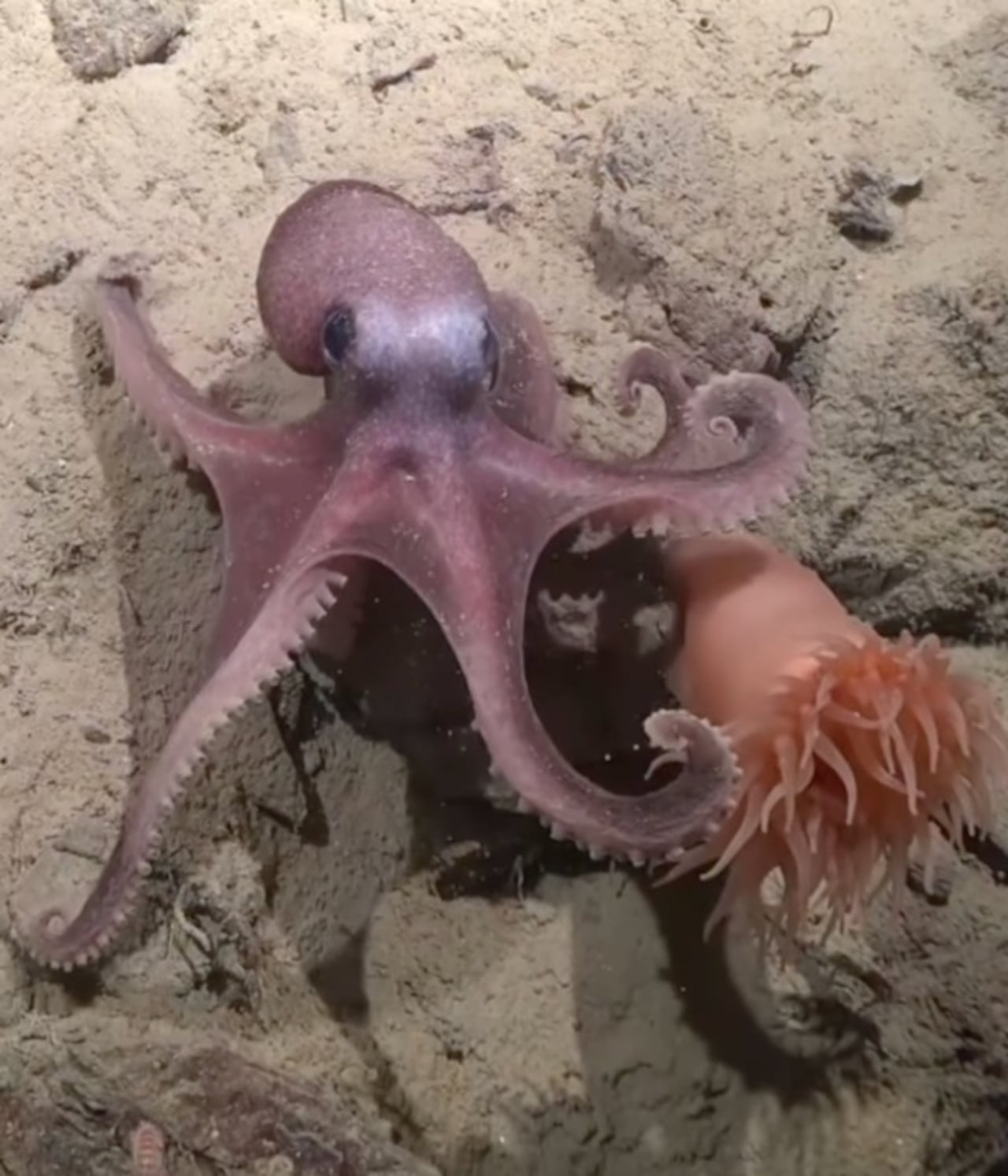 El descubrimiento de nuevas especies en el Pacífico Suroriental evidencia la vasta riqueza biológica que aún permanece oculta