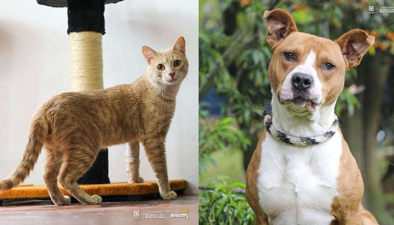Varios gatos y perros estarán disponibles para adopción responsable.